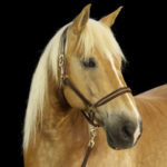 Pferd Hufabdruck Schmuck Gold Pferd Hufabdruck Schmuck Gold