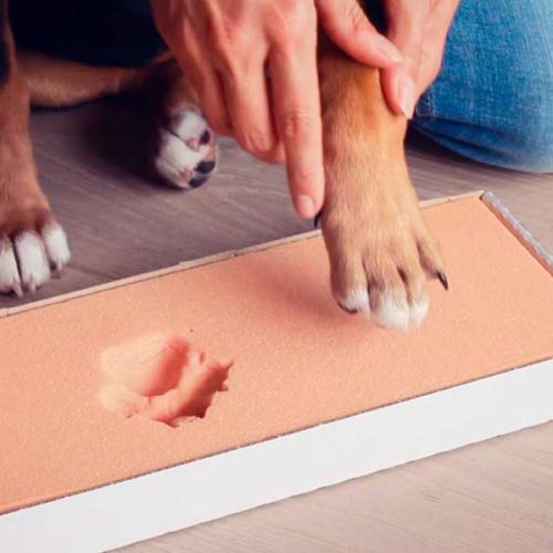 Pfotenabdrücke vom eigenen Hund nehmen Pfotenabdrücke vom eigenen Hund nehmen