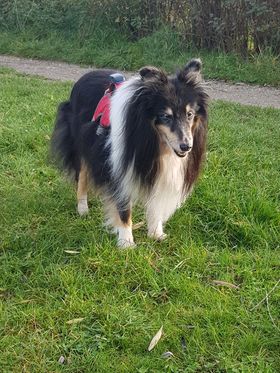 Nelson auf der Wiese