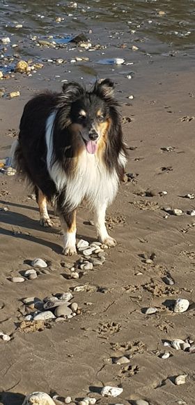 Nelson am Strand