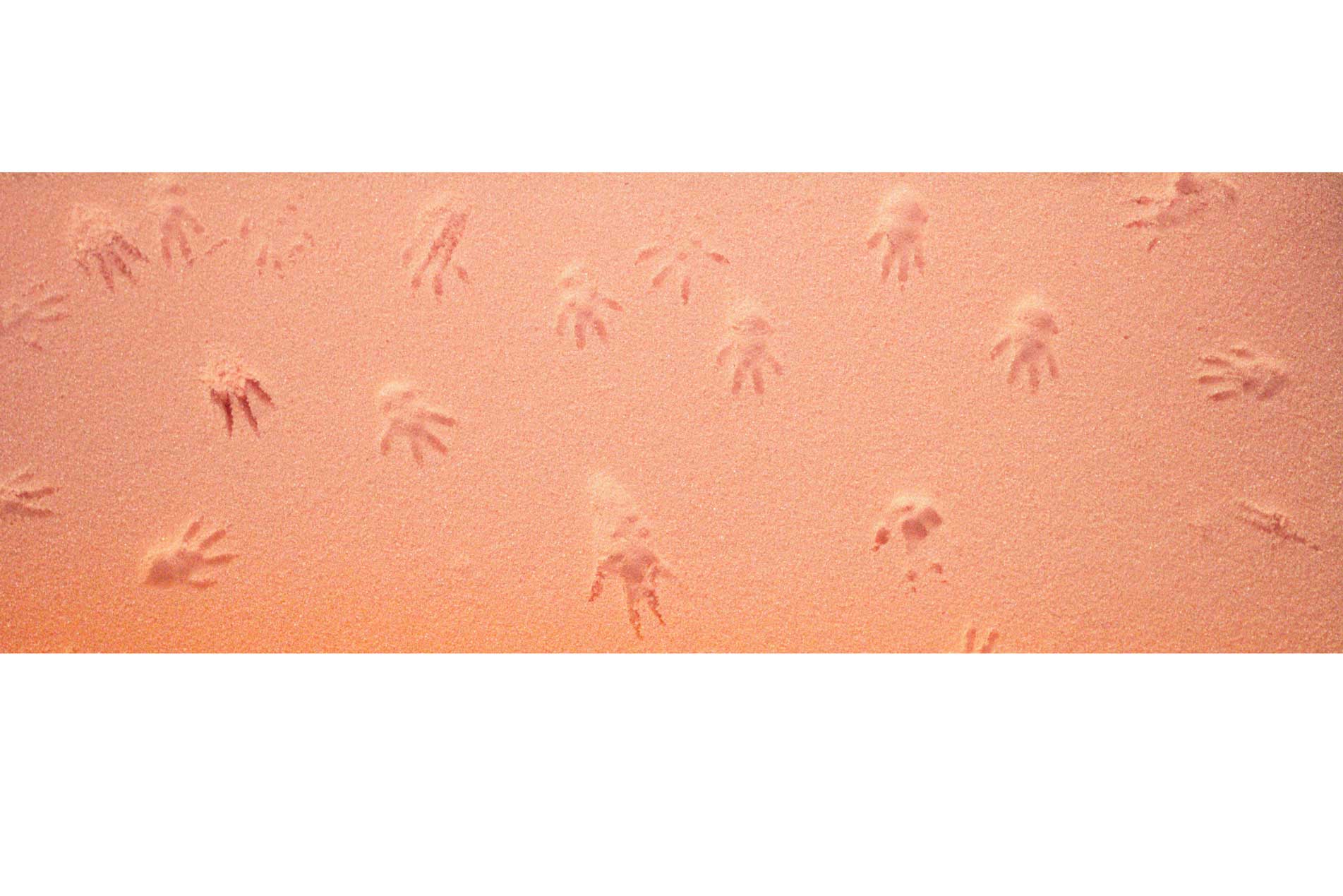 Rat paw prints FOYA Schmuckdesign rat-paw-prints-foya-schmuckdesign
