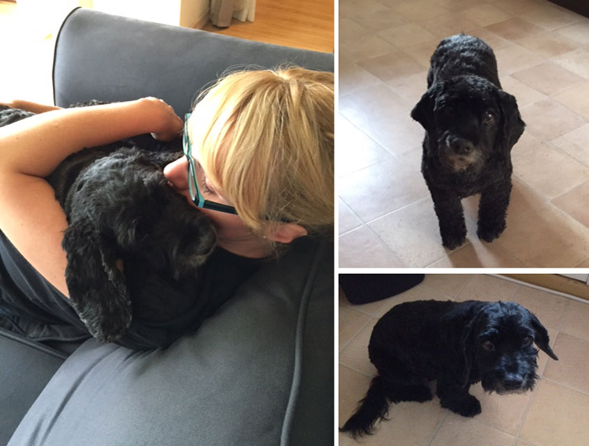 tierliebe-hund