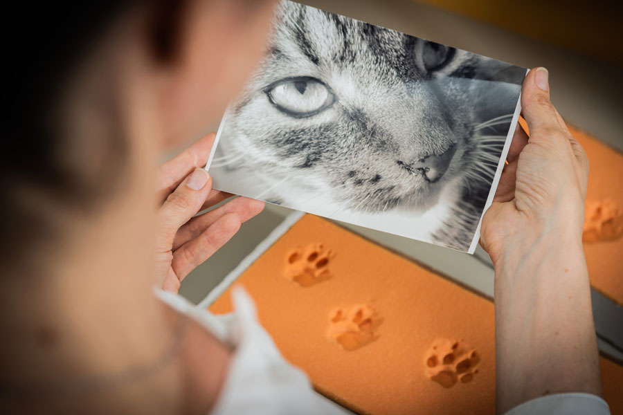 Pfotenabdruck Katze Trittschaum