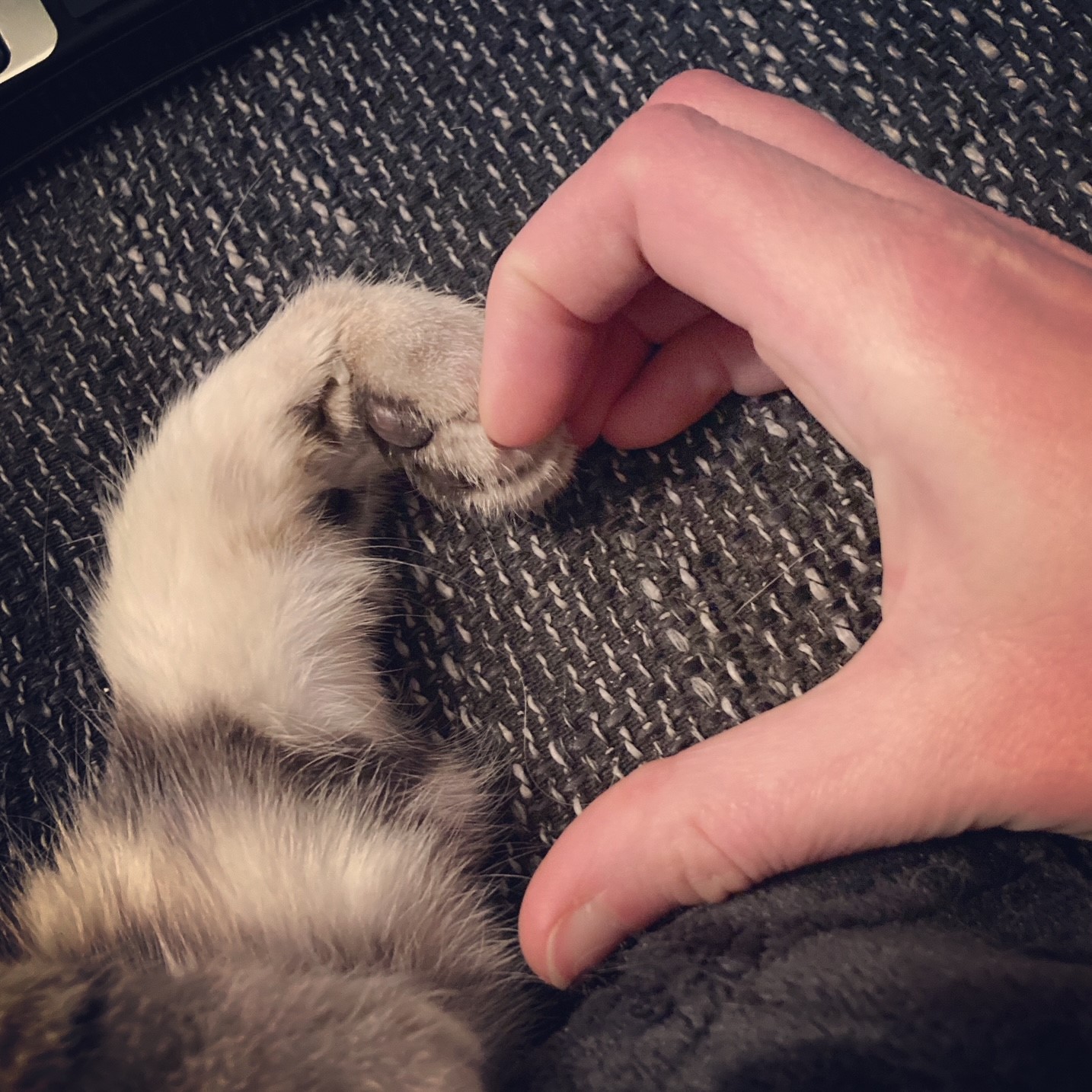 Taiga's Pfote und Iris' Hand als Herz Taiga's Pfote und Iris' Hand als Herz