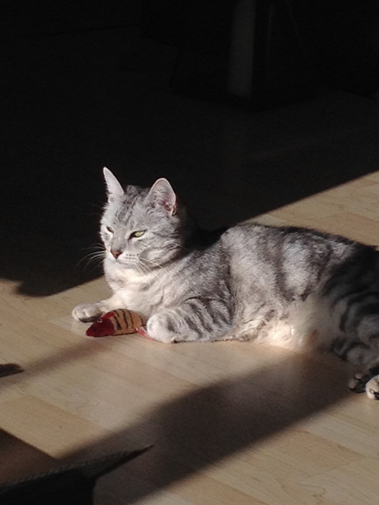 Kater Taiga im Sonnenlicht Kater Taiga im Sonnenlicht