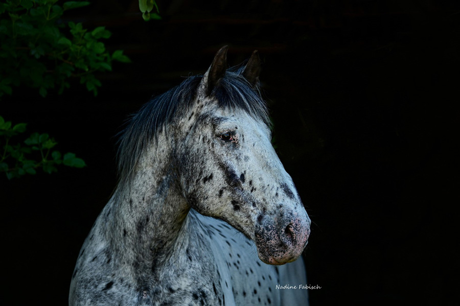 Pferd Lino Noriker