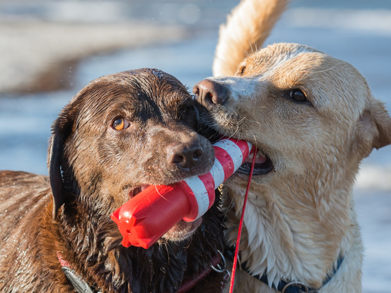 Zwei Hunde spielen am Meer